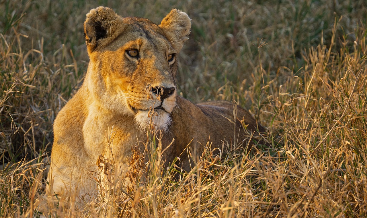 4 day tanzania wildlife and beach holiday combo